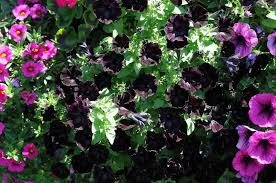 Image result for Petunie