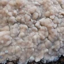 Attēlu rezultāti vaicājumam “Radulomyces confluens”