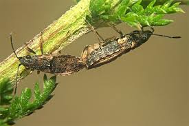 Attēlu rezultāti vaicājumam “Nithecus jacobaeae”