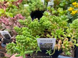 Attēlu rezultāti vaicājumam “Sedum album”