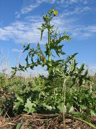 Attēlu rezultāti vaicājumam “Sonchus asper flower”