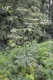 Attēlu rezultāti vaicājumam “Heracleum”