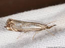 Attēlu rezultāti vaicājumam “Catoptria falsella”