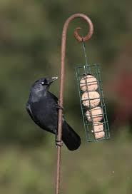 Attēlu rezultāti vaicājumam “Corvus monedula adult”
