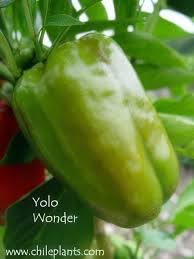 Afbeeldingsresultaat voor yolo wonder sweet pepper