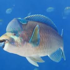 Image result for Lutjanus novemfasciatus