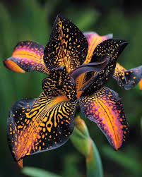 Attēlu rezultāti vaicājumam “Lilium lancifolium flower”