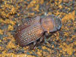 Attēlu rezultāti vaicājumam “Bolitophagus reticulatus larva”