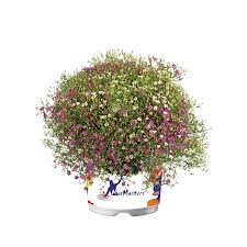 Attēlu rezultāti vaicājumam “Gypsophila muralis fruit”