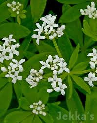 Attēlu rezultāti vaicājumam “Galium odoratum flower”