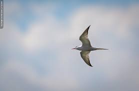 Attēlu rezultāti vaicājumam “Sterna hirundo”