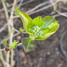Attēlu rezultāti vaicājumam “Aronia melanocarpa bud”