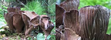 Attēlu rezultāti vaicājumam “Gomphus clavatus”