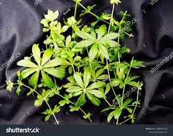 Attēlu rezultāti vaicājumam “Galium odoratum leaf”