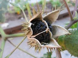 Image result for Datura stramonium