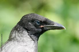 Attēlu rezultāti vaicājumam “Corvus cornix juvenile”