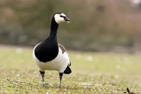 Attēlu rezultāti vaicājumam “Branta leucopsis”