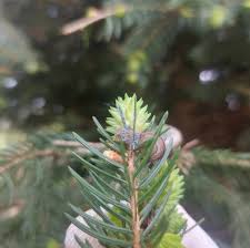 Attēlu rezultāti vaicājumam “Adelges laricis”