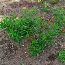Attēlu rezultāti vaicājumam “Daphne mezereum leaf”