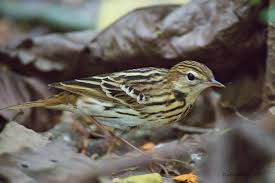 Image result for Anthus gustavi