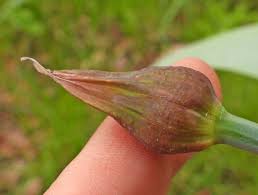 Attēlu rezultāti vaicājumam “Oenothera rubricauli bud”