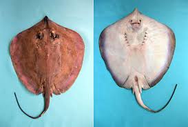 Image result for Dasyatis chrysonota