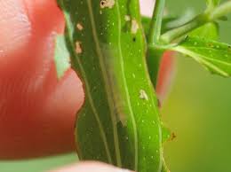 Attēlu rezultāti vaicājumam “Agonopterix hypericella”