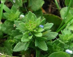 Attēlu rezultāti vaicājumam “Veronica agrestis flower”