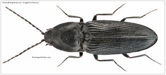 Attēlu rezultāti vaicājumam “Cardiophorus ruficollis”