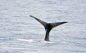 Image result for Physeter macrocephalus