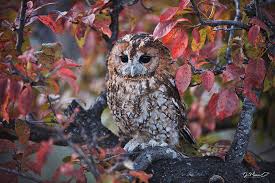 Image result for Strix aluco