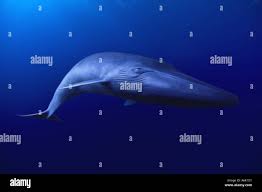 Image result for Balaenoptera musculus