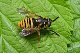 Attēlu rezultāti vaicājumam “Temnostoma vespiforme”