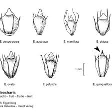 Attēlu rezultāti vaicājumam “Eleocharis quinqueflora flower”