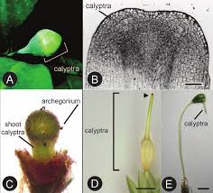Attēlu rezultāti vaicājumam “Orthotrichum diaphanum sporophyte”