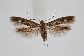 Attēlu rezultāti vaicājumam “Scythris limbella”