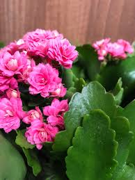 Image result for Kalanchoe blossfeldiana