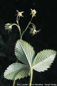 Attēlu rezultāti vaicājumam “Fragaria viridis leaf”