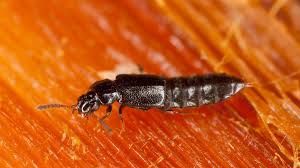 Billedresultat for rovbille