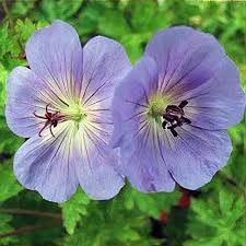 Attēlu rezultāti vaicājumam “Geranium sanguineum flower”