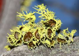 Attēlu rezultāti vaicājumam “Licea castanea spores”