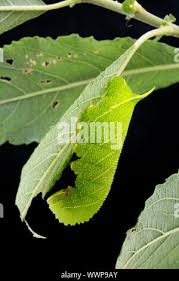 Attēlu rezultāti vaicājumam “Laothoe populi larva”