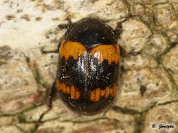 Attēlu rezultāti vaicājumam “Diaperis boleti imago”