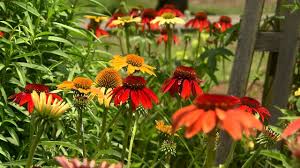 Image result for Echinacea Lustre hybrids