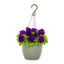 Image result for Petunia