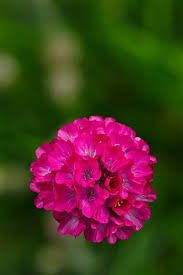 Attēlu rezultāti vaicājumam “Armeria vulgaris”