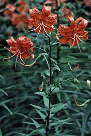 Attēlu rezultāti vaicājumam “Lilium lancifolium”