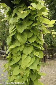 Attēlu rezultāti vaicājumam “Aristolochia durior”