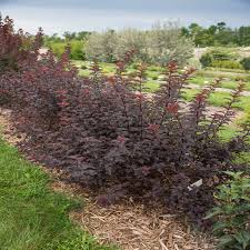 Attēlu rezultāti vaicājumam “Physocarpus opulifolius”