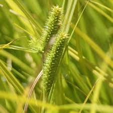 Attēlu rezultāti vaicājumam “Carex scandinavica”